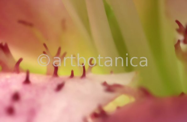 erotische-Pflanzenfotografie-37