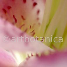 erotische-Pflanzenfotografie-11