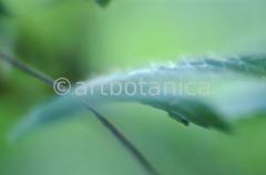 Imaginations in blue