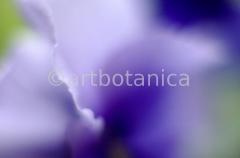 Farbenmeere-in-Blau-47