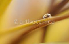 Imaginations in brown