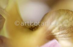 Imaginations in brown