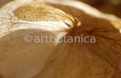 Imaginations in brown