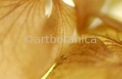 Imaginations in brown