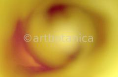 Imaginations in brown