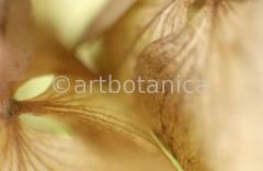 Imaginations in brown