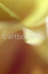 Imaginations in brown