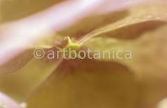 Imaginations in brown