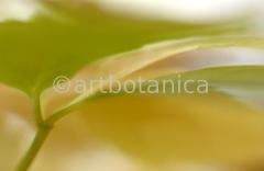 Imaginations in brown