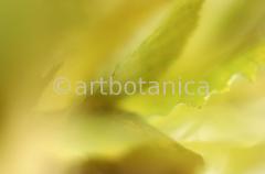 Farbenmeere-in-Gelb-68