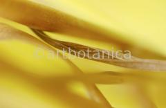 Farbenmeere-in-Gelb-66