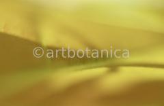 Imaginations in yellow