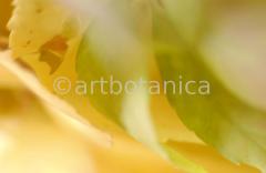 Imaginations in yellow