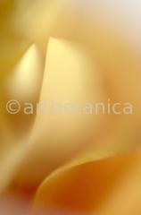 Imaginations in yellow