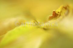 Farbenmeere-in-Gelb-69