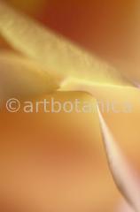 Imaginations in yellow