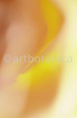 Imaginations in yellow