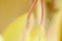 Imaginations in yellow