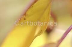 Farbenmeere-in-Gelb-70