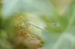 Farbenmeere-in-Grün-98