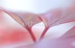 Farbenmeere-in-Pink-55