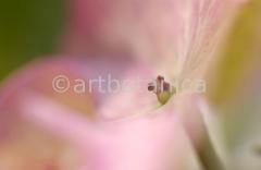 Farbenmeere-in-Pink-58