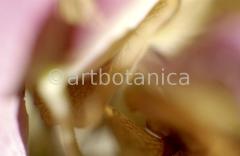 Imaginations in pink