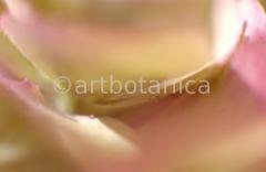 Imaginations in pink