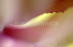 Farbenmeere-in-Pink-54