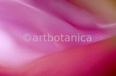 Imaginations in pink