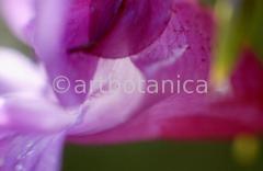 Imaginations in pink