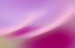 Farbenmeere-in-Pink-8