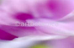 Farbenmeere-in-Pink-9