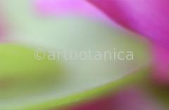 Farbenmeere-in-Pink-7