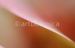 Farbenmeere-in-Rot-40