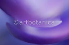 Farbenmeere-in-Violett-6