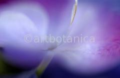 Farbenmeere-in-Violett-7