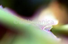 Farbenmeere-in-Violett-60