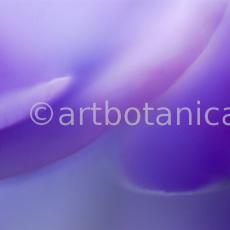 Farbenmeere-in-Violett-57