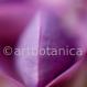 Farbenmeere in Violettönen
