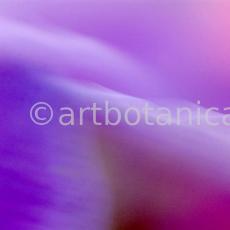 Farbenmeere-in-Violett-5