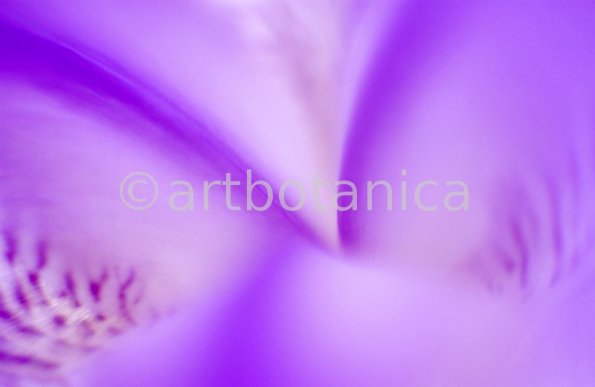Farbenmeere-in-Violett-29