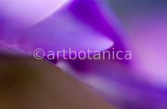 Farbenmeere-in-Violett-55