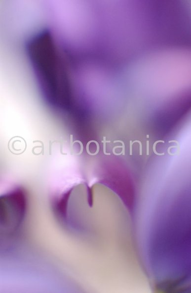 Farbenmeere-in-Violett-10