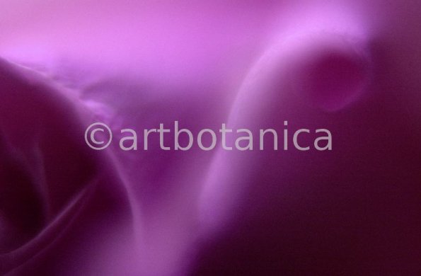 Farbenmeere-in-Violett-20