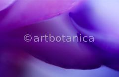 Farbenmeere-in-Violett-56