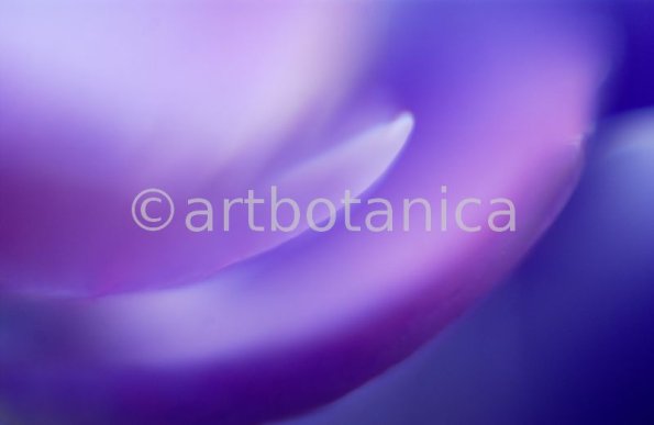 Farbenmeere-in-Violett-52