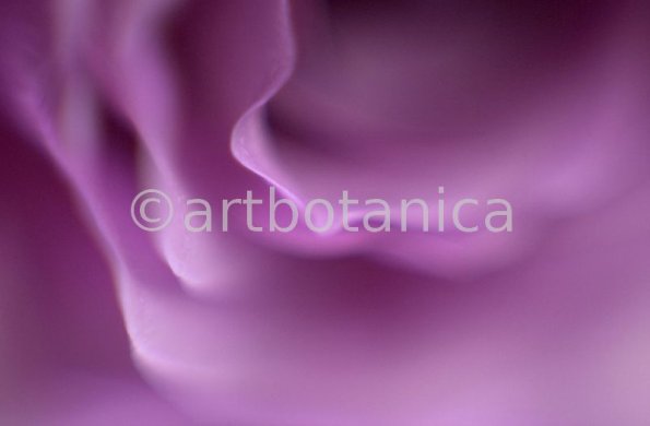 Farbenmeere-in-Violett-25