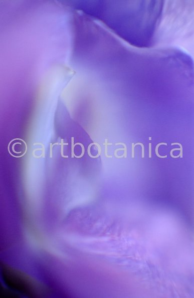 Farbenmeere-in-Violett-2