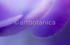 Farbenmeere-in-Violett-57